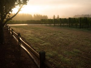 Oregon Winery Sunrise Fog