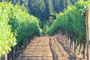 Down the vineyard row