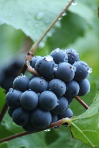 Best Pinot Noir Oregon Wine
